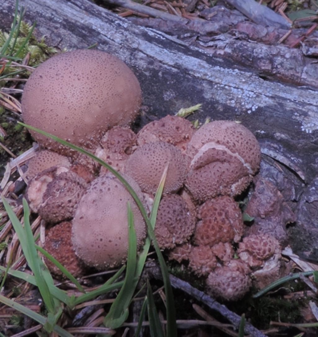 Piccolo lycoperdon